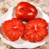 93 Granny Harriet's Heirloom Tomato Seeds | 1.5–2 lb Red Beefsteaks
