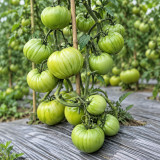 157 Reinhard's Green Heart Tomato Seeds | 10.6–14.1 oz Green Heart-Shaped Beefsteaks