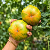 86 Green Copia Tomato Seeds | 6.3–15.9 oz Green-Pink Striped Beefsteaks