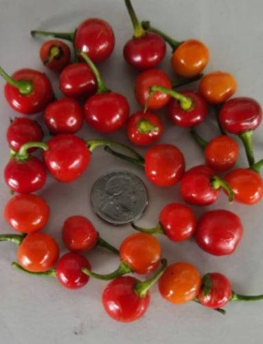 Guyana Red Wiri Wiri Pepper Seeds | Rare Guyanese Chili | Very Hot Fruity Pepper