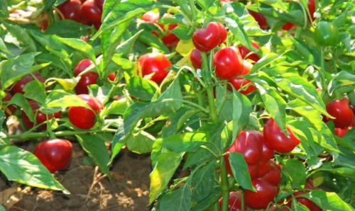 Red Hot Cherry Pepper Seeds | Non-GMO Heirloom Open Pollinated | Spicy Round Cherry Chili