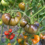3 Dahlia Valle Tomato Seeds | 3.5–5.3 oz Ribbed Golden-Orange Tomatoes