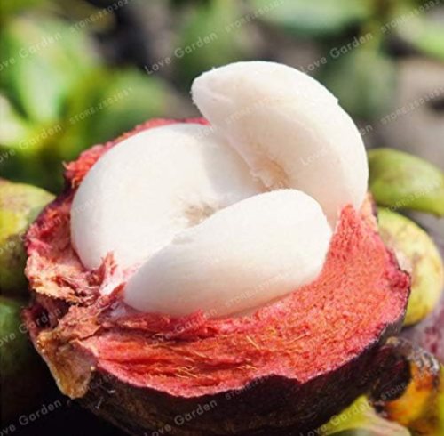 Purple Mangosteen Seeds | Garcinia mangostana | Evergreen Tropical Fruit Tree