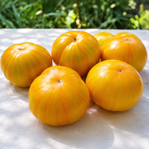 79 Yellow Radiance Tomato Seeds | 8.8–14.1 oz Golden Beefsteaks