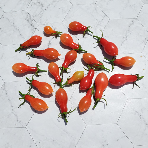 32 Elf's Tear F7 Tomato Seeds | 0.35–0.7 oz Sweet Red Teardrop Fruits