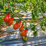 32 Elf's Tear F7 Tomato Seeds | 0.35–0.7 oz Sweet Red Teardrop Fruits