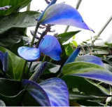 Blue Anthurium Seeds | Anthurium andraeanum | Blue Flamingo Flower