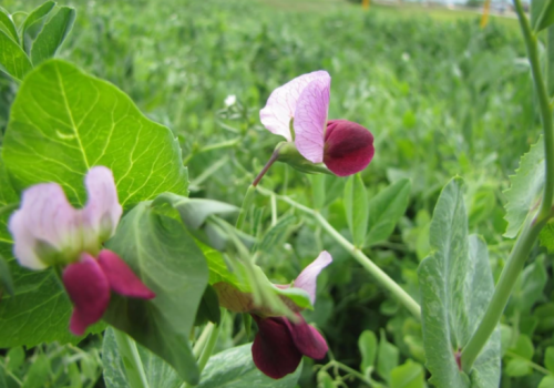 Austrian Winter Pea Seeds | Pisum sativum subsp. arvense | Cold Hardy Cover Crop, Nitrogen Fixing