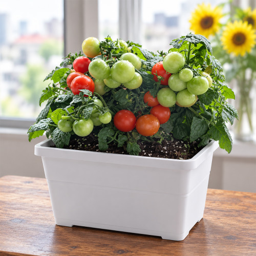5 Siberian Mini Greenhouse Tomato Seeds | 0.35–0.53 oz Red Micro-Dwarf Tomatoes