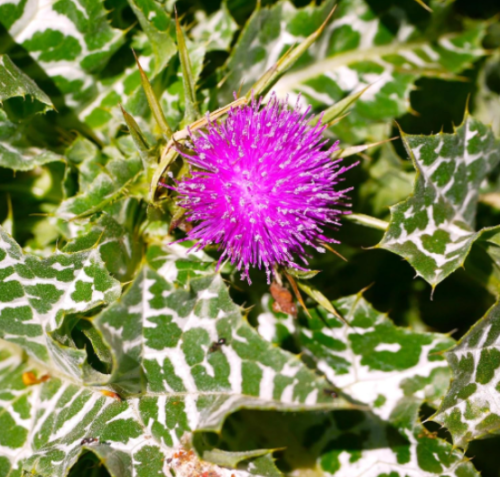 Milk Thistle Seeds | Silybum marianum | Pollinator Friendly Holy Thistle for Garden Beds