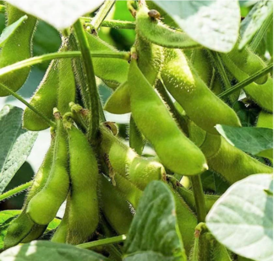 Triple Play Edamame Soy Bean Seeds | Glycine max | Asian Edible Vegetable