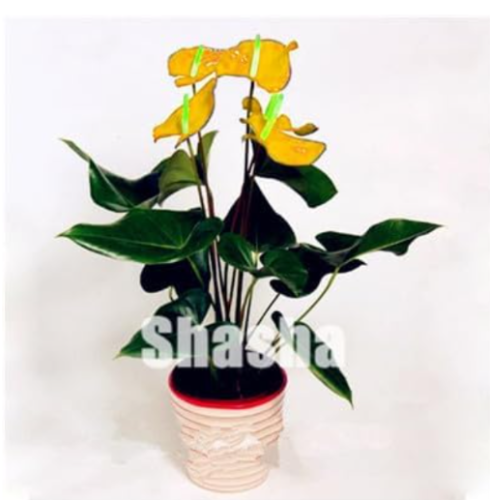 Yellow Anthurium Seeds | Anthurium andraeanum | Yellow Flamingo Flowers