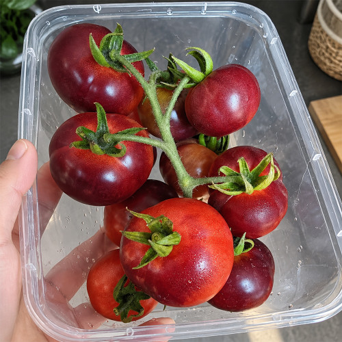 398 Glossy Rose Blue Tomato Seeds | 0.7–1.8 oz Pink & Indigo Cherry Tomatoes