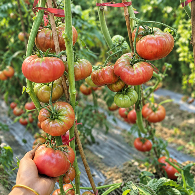 73 Polaris Tomato Seeds | 8.8–15.9 oz Purple Beefsteak Tomatoes