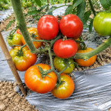 64 KAS 4 Red Version Tomato Seeds | 2.8–3.5 oz Productive Red Cluster Tomatoes