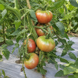 374 Faelan's First Snow Tomato Seeds | 5.3–10.6 oz Purple Beefsteaks