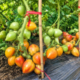 208 Dwarf Sunkissed Peach Tomato Seeds | 2.5–5.3 oz Golden-Pink Pointed Hearts