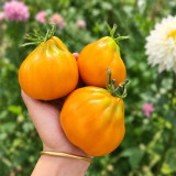 85 Ochre Pear F6 Tomato Seeds | 5.3 oz Golden-Ochre Pear-Shaped Tomatoes