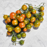 68 Evil Olive Tomato Seeds | 2–3 oz Olive-Green & Red Marbled Tomatoes