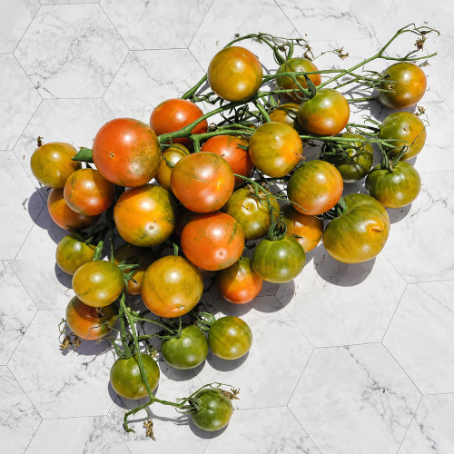 68 Evil Olive Tomato Seeds | 2–3 oz Olive-Green & Red Marbled Tomatoes
