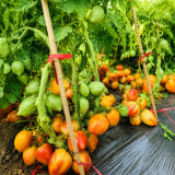 208 Dwarf Sunkissed Peach Tomato Seeds | 2.5–5.3 oz Golden-Pink Pointed Hearts
