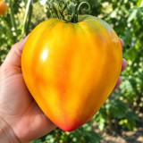 343 Midnight Sun Tomato Seeds | 7.1–14.1 oz Golden-Yellow & Pink Oxhearts