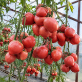 109 Yasha Yugoslavian Tomato Seeds | 1–2 lb Pink Oxheart Beefsteaks