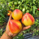 208 Dwarf Sunkissed Peach Tomato Seeds | 2.5–5.3 oz Golden-Pink Pointed Hearts