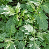 374 Faelan's First Snow Tomato Seeds | 5.3–10.6 oz Purple Beefsteaks
