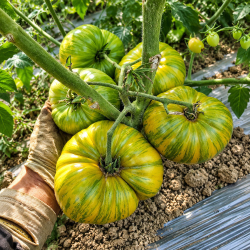 305 Dwarf Rebel Yellow-Green F4 Tomato Seeds | 7–17.6 oz Striped Dwarf Beefsteaks