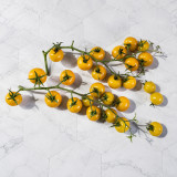 51 Ovelia Tomato Seeds | 0.7–1.1 oz Golden Yellow Multiflora Cherry Tomatoes
