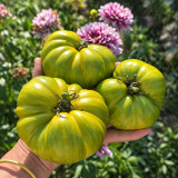 305 Dwarf Rebel Yellow-Green F4 Tomato Seeds | 7–17.6 oz Striped Dwarf Beefsteaks