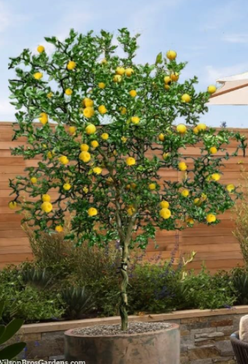 Hardy Orange Seeds | Trifoliate Orange (Poncirus trifoliata), Hardy to Zone 5