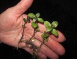 Chocolate Mint Plant Rooted Cuttings | Fragrant Edible Perennial Herb