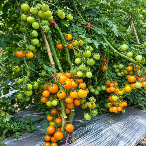 50 Yellow Romance Cherry Tomato Seeds | 0.35–0.53 oz Sweet Orange Cherries