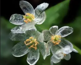 Skeleton Flower Seeds | Diphylleia grayi | Crystal Flower, Turns Transparent in Rain