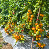 50 Yellow Romance Cherry Tomato Seeds | 0.35–0.53 oz Sweet Orange Cherries