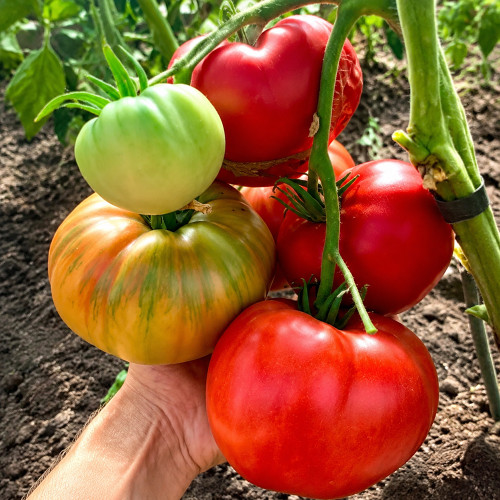 58 Wonder Tomato Seeds | 12.3–17.6 oz Red Beefsteak Tomatoes