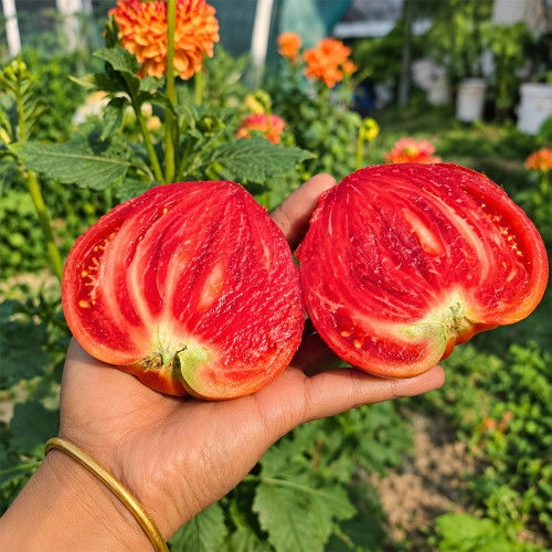 28 Teton de Venus Tomato Seeds | 3.5–10.6 oz Red Pointed Heart Tomatoes