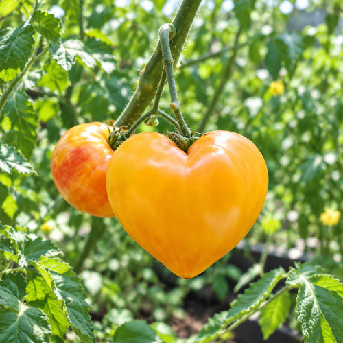 37 Grandmother's Greatness Tomato Seeds | 7.1–17.6 oz Golden-Pink Hearts