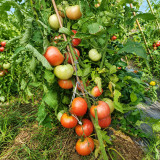 218 Honey Oxheart Tomato Seeds | Up to 2.2 lb Sweet Pink Hearts