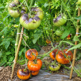 38 Chupa Chups Tomato Seeds | 5.3–10.6 oz Orange Antho Beefsteaks