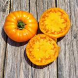 43 Jason 8 Yellow Tomato Seeds | 7.1–14.1 oz Golden Beefsteaks