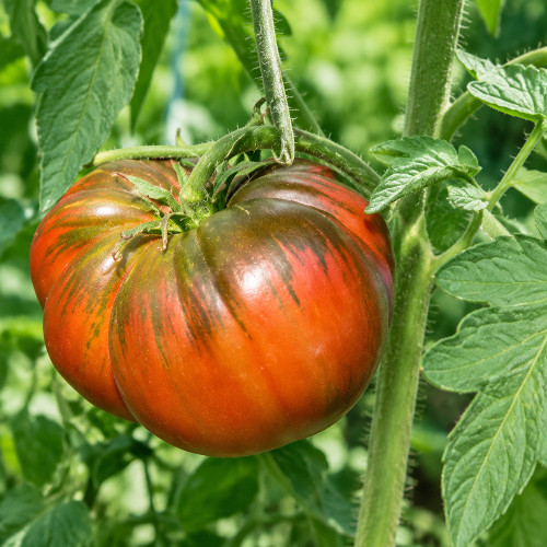 39 Lavender Lake Tomato Seeds | 16–20 oz Purple-Brown Beefsteaks