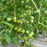 65 Grinch Dwarf Cherry Tomato Seeds | 0.35 oz Sweet Green Cherries