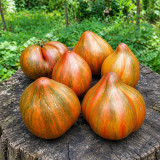 30 Marsha's Starfighter Heart Tomato Seeds | 3.5–10.6 oz Striped Mahogany Hearts