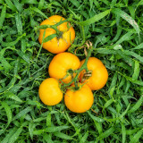 57 Utyonok Dwarf Tomato Seeds | 1.1–2.8 oz Early Orange Tomatoes
