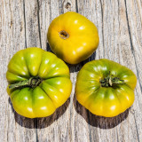 44 Echo Tomato Seeds | 7.1–12.3 oz Green-Gold Beefsteaks