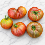 54 Jarson 18/4 Tomato Seeds | 5.3–14.1 oz Red-Brown Beefsteaks