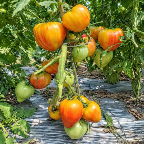 36 Pomaranch Tomato Seeds | 7.1–12.3 oz Yellow-Red Hearts